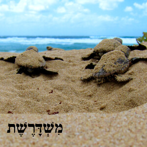 30: ואתם המתעמלים היכונו episode artwork