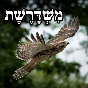 משדרשת