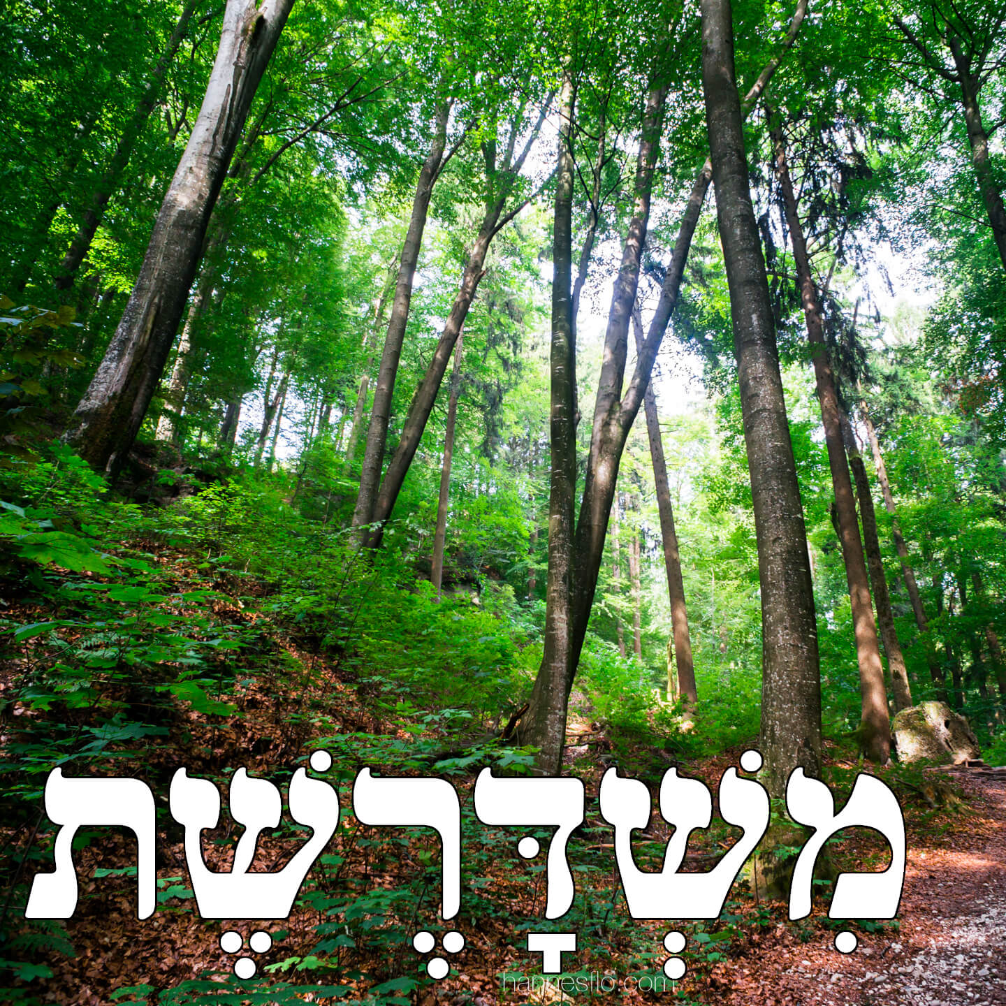 78: והשיטה צומחת שוב episode artwork